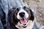9 Tips for Updating & Repairing Your Gate to Protect Your Dog